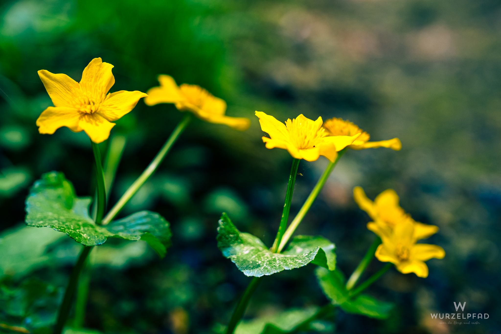 Sumpfdottir, ein beliebter isländischer Mädchenname